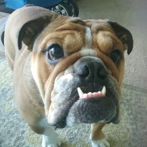 Meet your Posher, Krystal